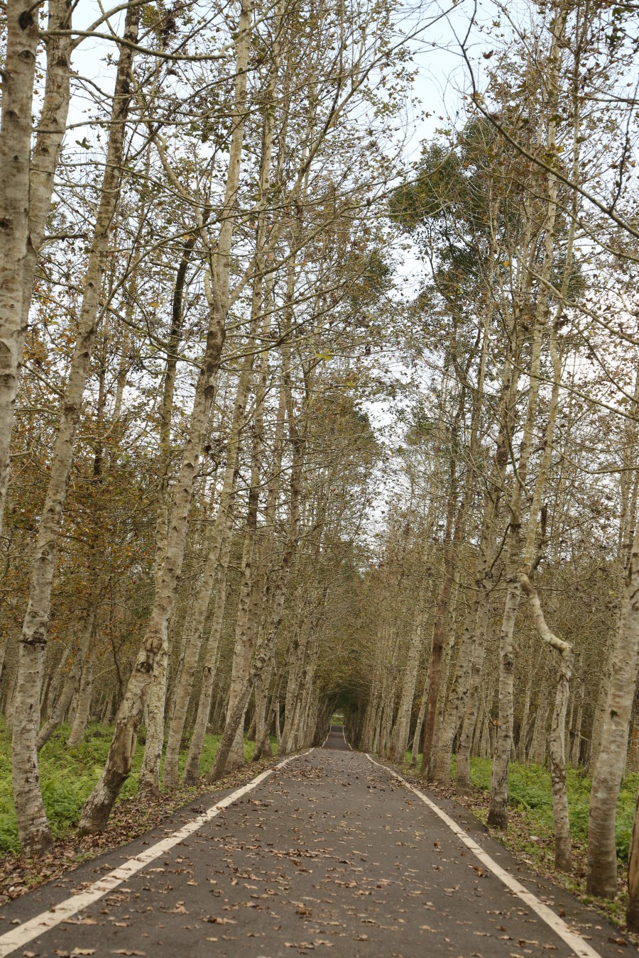 a28.jpg